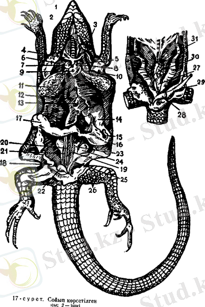 http://kzref.org/s-p-naumov-omirtalilar-zoologiyasi/1533_html_m115d5e5e.png