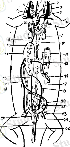 http://kzref.org/s-p-naumov-omirtalilar-zoologiyasi/1533_html_55ddeb1e.png