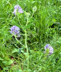 C:\Users\Zhamal-Apa\Downloads\жоңышқа.jpg