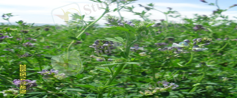 SDC10397