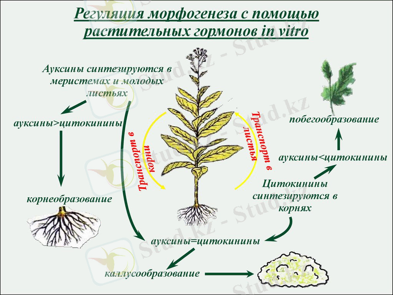 C:\Users\Admin\Desktop\аяу\slide-18.jpg