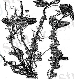 http://ok-t.ru/studopediaru/baza7/3626798119812.files/image150.jpg
