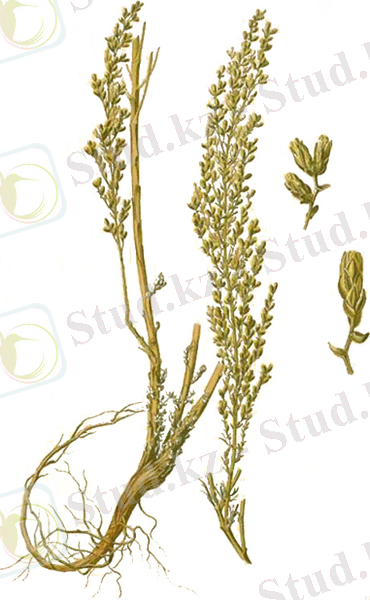 https://www.houshamadyan.org/fileadmin/_migrated/pics/file_artemisia-santonica_web.jpg