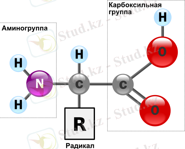 https://upload.wikimedia.org/wikipedia/commons/thumb/6/66/AminoAcidball_rus.svg/700px-AminoAcidball_rus.svg.png