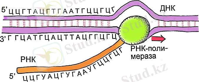 transcription_