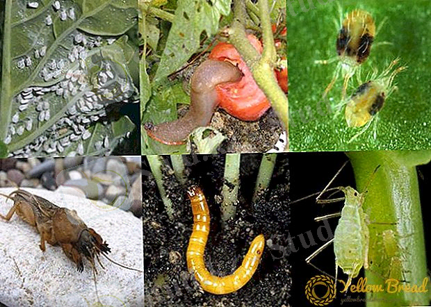 C:\Users\user\Pictures\tomato-casanova-is-high-yielding-variety-8.jpg