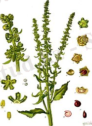 A.