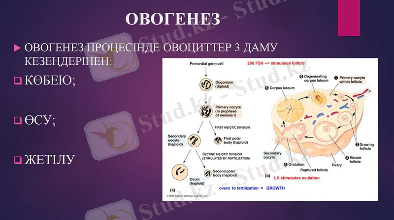 slide-13.jpg