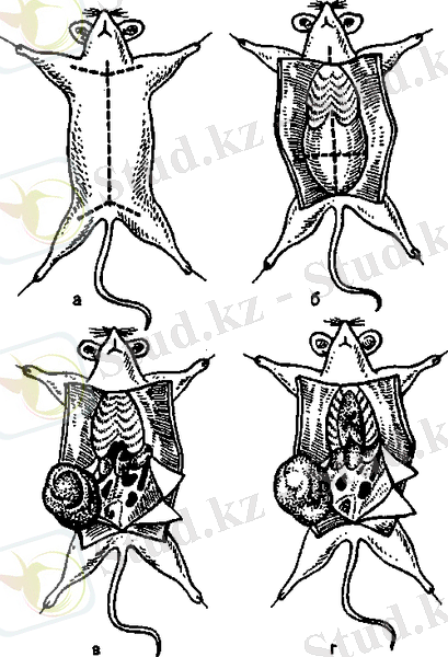 https://topuch.ru/rukovodstvo-k-praktacheskim-zanyatiyam-po-medicinskoj-mikrobio/290_html_681bac49.png