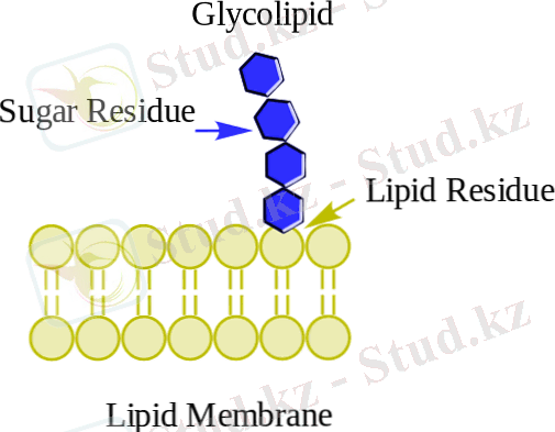 https://ar.thpanorama.com/img/images_3/glucolpidos-clasificacin-estructura-y-funciones.png