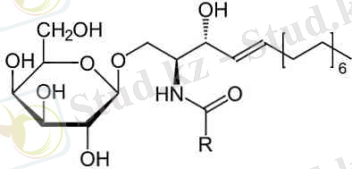 https://ar.thpanorama.com/img/images_4/qu-son-los-cerebrsidos-estructura-y-funciones.jpg