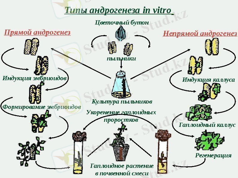 C:\Users\ПРИНТ\Desktop\БЛЮТУЗ\biotehnologiya-1_2016_51.jpg