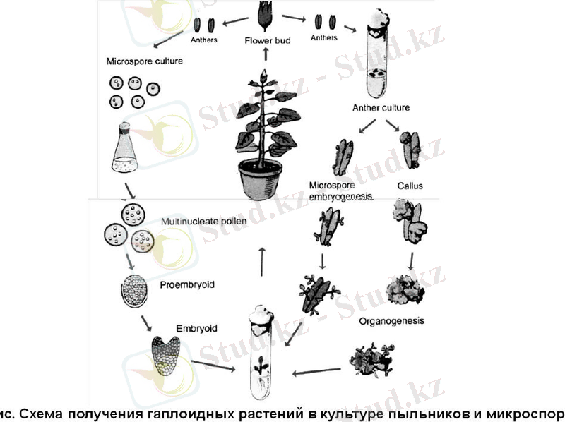 C:\Users\ПРИНТ\Desktop\БЛЮТУЗ\061.jpg