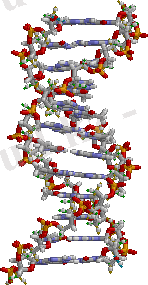 https://upload.wikimedia.org/wikipedia/commons/c/c2/ADN_static.png