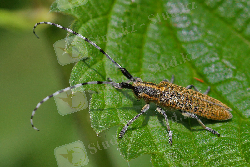 agapanthia-dahli.jpg