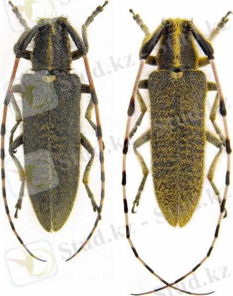 Agapanthia_dahli.jpg