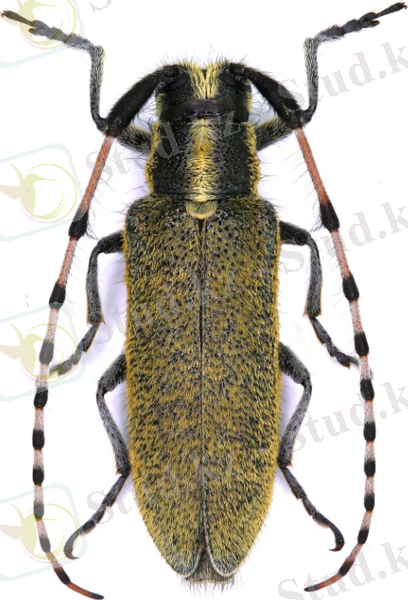 agapanthia_obydovi_sk.jpg