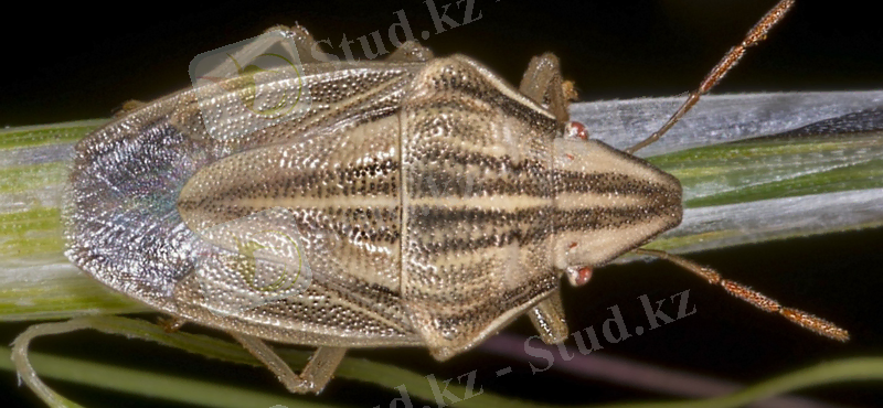 aelia-acuminata.jpg
