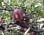 Apple in nepal.jpg