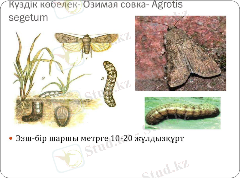 https://cf.ppt-online.org/files/slide/f/fcJE2Cp8K0ZgFD6quvoir9Te3MAyPmYlUWIdNn/slide-7.jpg