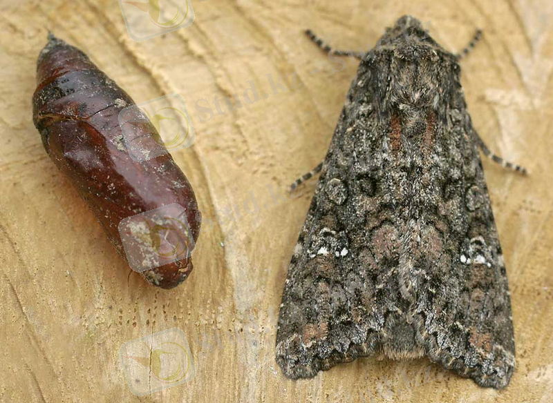 https://upload.wikimedia.org/wikipedia/commons/0/08/Mamestra_brassicae01.jpg