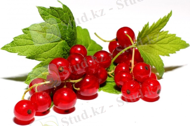 https://salsabil.kz/wp-content/uploads/2014/05/%D1%81%D0%BC%D0%BE%D1%80%D0%BE%D0%B4%D0%B8%D0%BD%D0%B0.jpg
