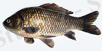 A.