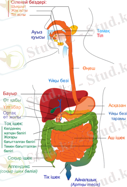 https://upload.wikimedia.org/wikipedia/commons/thumb/7/7c/Digestive_system_diagram_kk.png/500px-Digestive_system_diagram_kk.png