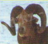 hello_html_m72d88fa0.jpg