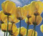 hello_html_250aa343.jpg
