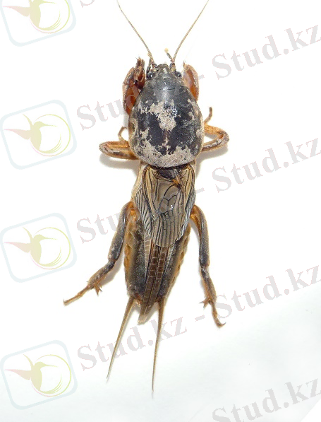 Файл:Gryllotalpa 2009 G1.jpg — Википедия