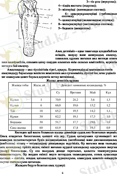 Жылкыны азыктандыру