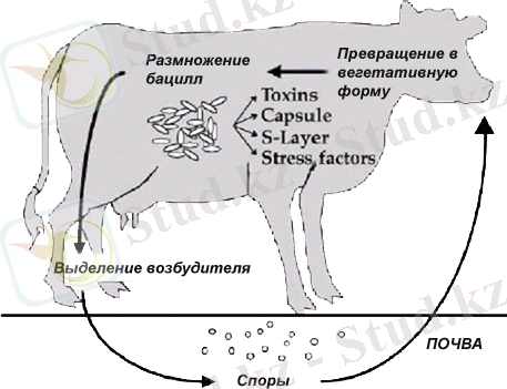 Заражение сибирской язвой