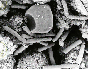 https://upload.wikimedia.org/wikipedia/commons/f/f1/AnthraxBacteria.jpg
