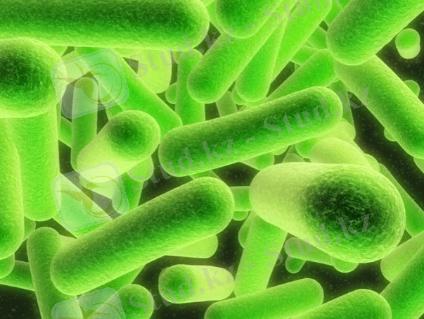https://resprofsp.com/wp-content/uploads/2013/02/E.-coli.jpg