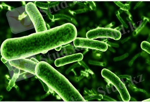 https://5.imimg.com/data5/XD/MZ/EM/SELLER-2378902/lactobacillus-fermentum-500x500.jpg