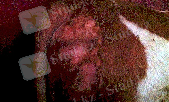 D:\ALI\Сабак\руб\1.jpg