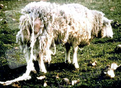 p17435mu.jpg