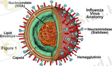 https://kzref.org/virusti-infekciyalardi-zerthanali-balau-veterinariyali-medicin/9297_html_238d1eb1.jpg