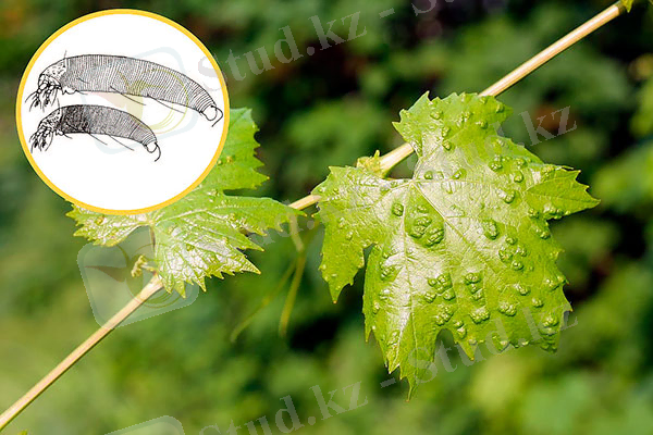 https://klop911.ru/wp-content/uploads/2019/10/vinogradnyj-kleshh-1.jpg