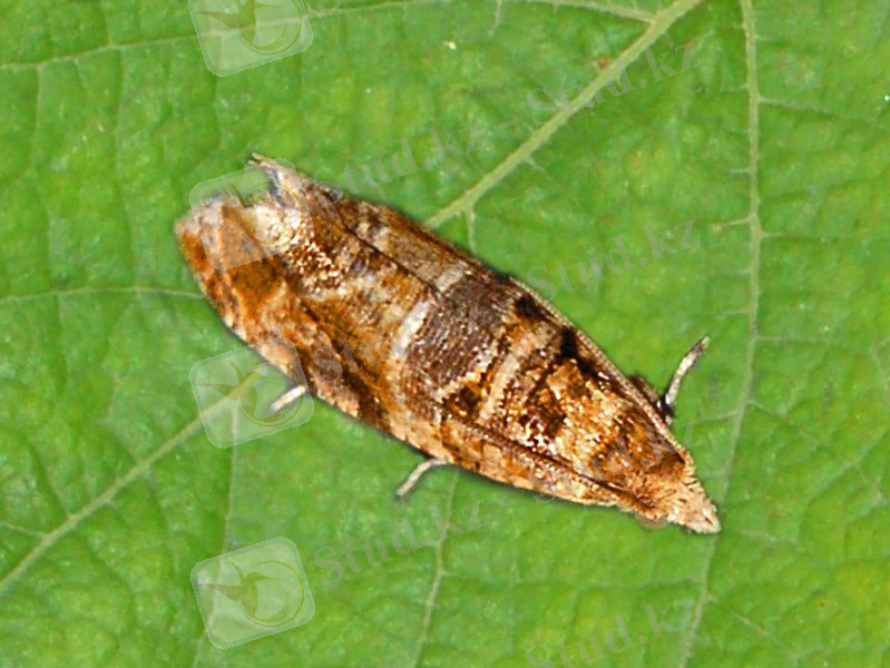 https://upload.wikimedia.org/wikipedia/commons/thumb/e/e4/Tortricidae_-_Lobesia_botrana.JPG/800px-Tortricidae_-_Lobesia_botrana.JPG