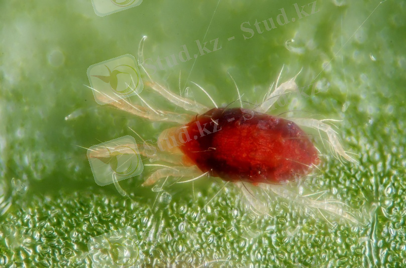 https://upload.wikimedia.org/wikipedia/commons/5/52/Tetranychus_urticae_%284883560779%29.jpg