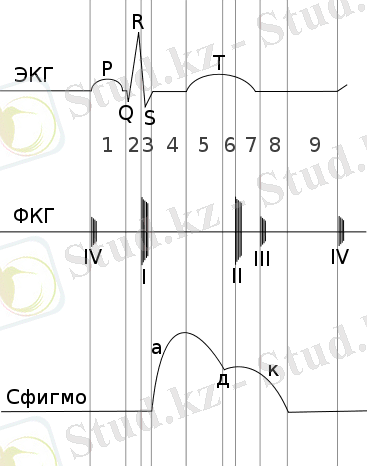 410px-CardiacCycle
