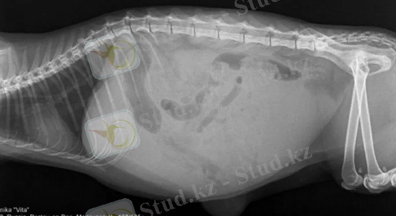 https://pets2.me/media/res/3/1/4/2/4/31424.qac1jc.840.jpg