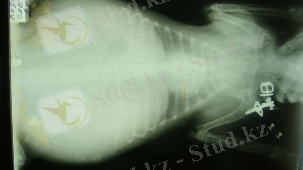 http://www.chemvet.ru/article/article_11/chemvet_12.JPG