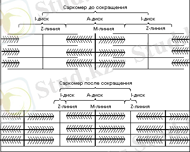 http://kulturizm63.ru/images/159.png