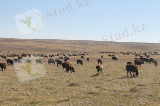 http://abai.kz/upload/images/b92f9629ae7b8e24789757ccede639b0.jpg