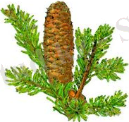 https://www.itest.kz/upload/images/1350282247.93.jpeg.png