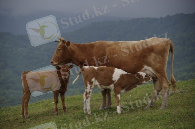 https://avatars.mds.yandex.net/get-pdb/1025580/4f9e8244-5aaa-469c-aefe-7931f05aefa2/s1200
