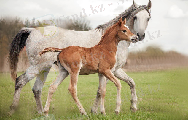 https://www.tokkoro.com/picsup/2727656-horse-4k-best-wallpaper-ever.jpg